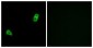 GPR34 Antibody (aa181-230)